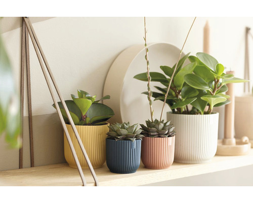 Ozdobné izbové rastliny v štruktúrovaných kvetináčoch na poličke
