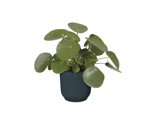 Pilea rastlina v kvetináči