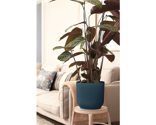 Rastlina Calathea v ryhovanom kvetináči na stoličke, v pozadí pohovka