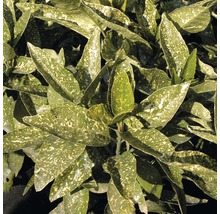 Aukuba japonská FloraSelf Aucuba japonica 'Variegata' výška 40-50 cm kvetináč 4 l