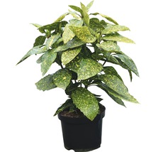 Aukuba japonská FloraSelf Aucuba japonica 'Variegata' výška 40-50 cm kvetináč 4 l