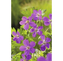 Pakost bahenný FloraSelf Geranium palustris 5-15 cm kvetináč 0,6 l