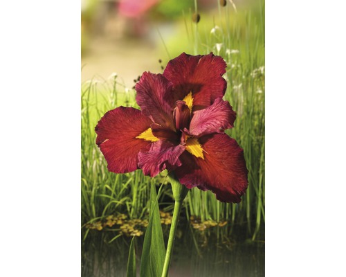 Červený kosatec Kaempferov FloraSelf Iris kaempferi 'Ann Chowing' 10-75 cm kvetináč 0,6 l