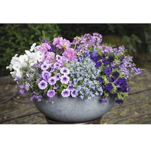 Šalvia pomúčená FloraSelf Salvia farinacea 'Sallyfun Deep Ocean' kvetináč Ø 12 cm