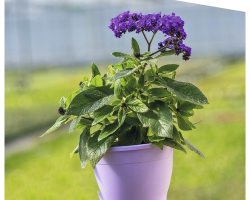 Heliotrop v kvetináči s fialovými kvetmi a zelenými listami