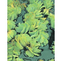 Plávajúca papraď FloraSelf Salvinia natans V 2-5 cm kvetináč 1 l