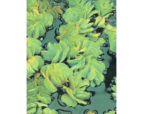 Plávajúca papraď FloraSelf Salvinia natans V 2-5 cm kvetináč 1 l