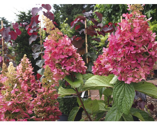 Metlinová hortenzia s ružovými kvetmi