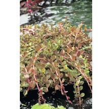 Ludwigia repens vo vode
