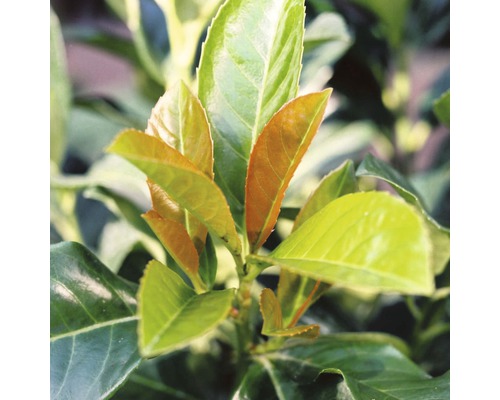 Vavrínovec s listami