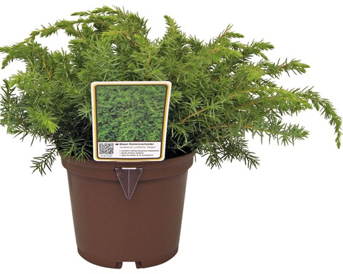 Plošný jalovec modrý v kvetináči