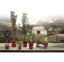 Malina letná Hof:Obst Rubus idaeus 'Tula Magic'® 30-40 cm kvetináč 3,4 l-thumb-5
