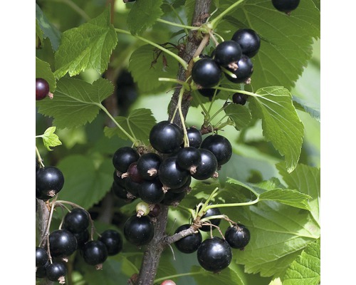 Ríbezle čierne BIO Hof:Obst Ribes nigrum 'Ben Tirran' ® 30-40 cm kvetináč 3,4