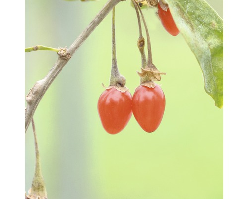 Kustovnica Goji BIO Hof: Obst Lycium barbarum 'Instant Success' ® 30-40 cm kvetináč 3,4 l