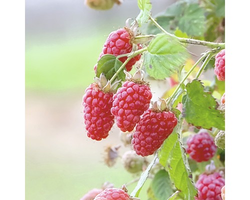 Malinočernica BIO Hof:Obst Rubus loganobaccus 'Tayberry'® výška 30-40 cm kvetináč 3,4 l