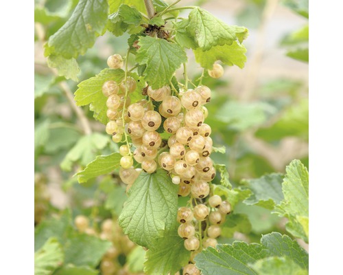 Ríbezle biele BIO Hof:Obst Ribes rubrum 'Werdavia' výška 30-40 cm kvetináč 3,4 l Biele ríbezle na kríku so zelenými listami