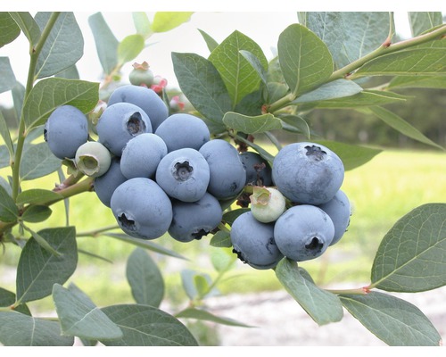 Čučoriedka záhradná BIO FloraSelf Bio Vaccinium corymbosum 'Bluegold' výška cca 30 cm kvetináč 2 l