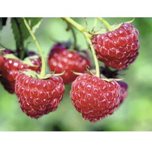 Malina letná Hof:Obst Rubus idaeus 'Tula Magic'® 30-40 cm kvetináč 3,4 l-thumb-4