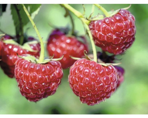 Detailný pohľad na maliny na kríku