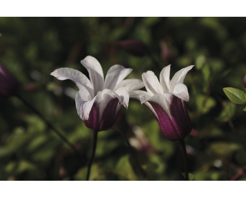 Plamienok FloraSelf Clematis hybrid 'Princess Kate' 50-70 cm kvetináč 2,3 l