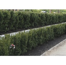 Rada strihaných živých plotov v záhrade.