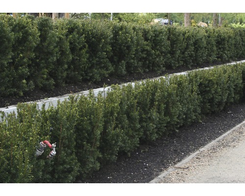 Rada strihaných živých plotov v záhrade.