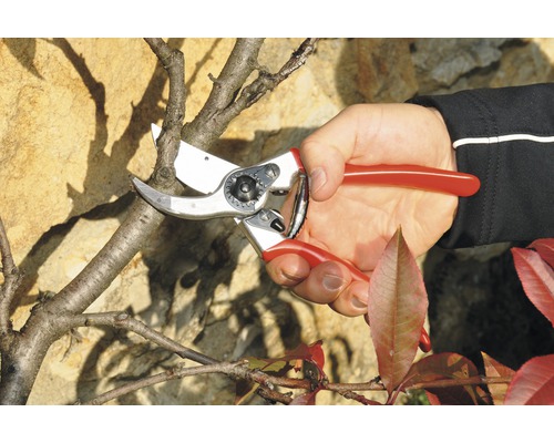 Záhradníctvo: ruka strihá konár záhradníckymi nožnicami.