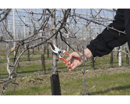 Záhradníctvo: Osoba strihá strom záhradníckymi nožnicami