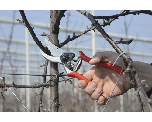 Záhradníctvo so záhradnými nožnicami na ovocnom strome