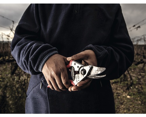 Osoba drží záhradné nožnice vo vinici