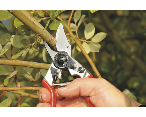 Záhradné nožnice strihajú konár