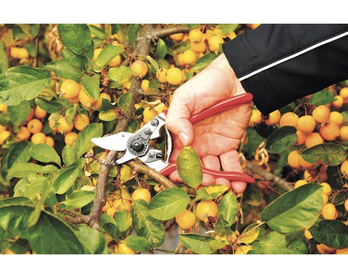 Záhradníctvo: Ruka strihá konár záhradnými nožnicami