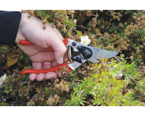 Záhradníctvo so záhradnými nožnicami na rastline