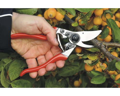 Osoba strihá konár záhradnými nožnicami