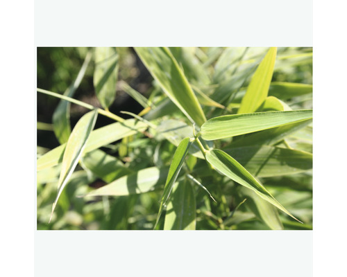 Detail bambusových listov