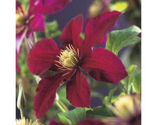 Plamienok veľkokvetý FloraSelf Clematis hybrid 'Niobe' 50-70 cm kvetináč 2,3 l Kvet rastliny Clematis