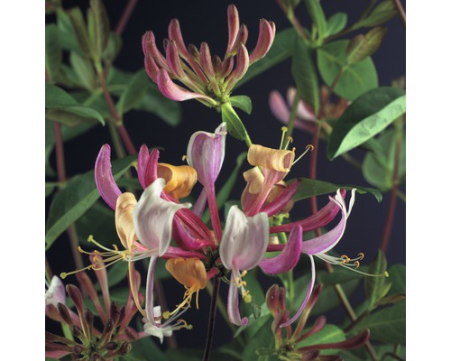 Zemolez ovíjavý FloraSelf Lonicera periclymenum 'Serotina' výška 50-70 cm kvetináč 2,3 l