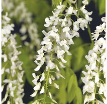 Detailný záber vistérie s bielymi kvetmi