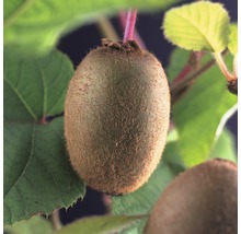 Plod kiwi na strome