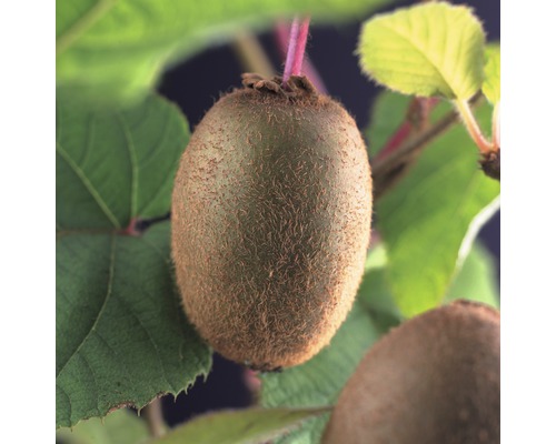 Plod kiwi na strome