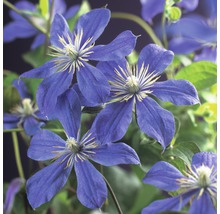 Detailný záber modrých kvetov plamienka