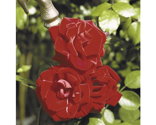 Ruža popínavá Rosen Tantau Rosa x hybrid „Santana“ s balom