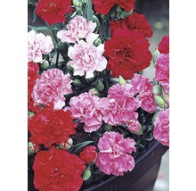 Klinček Dianthus Sunflor plastový kvetináč Ø 10,5 cm, rôzne farby-thumb-1