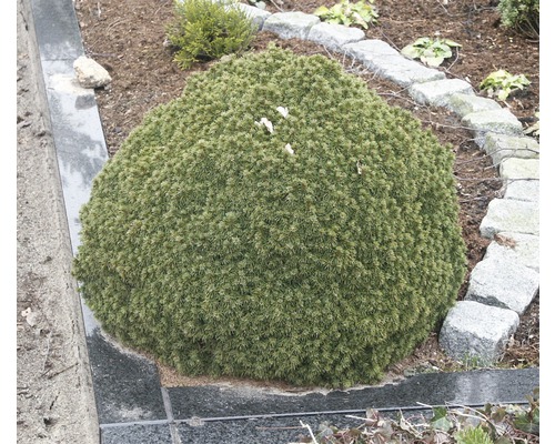 Guľatý ihličnan v záhrade