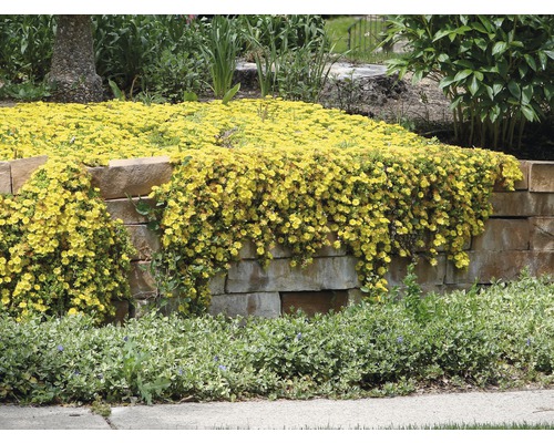 Žlté kvety pokrývajú kamenný múr v záhrade.