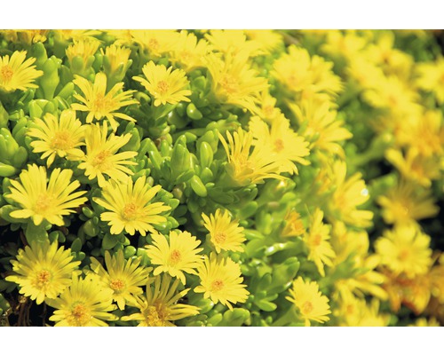 Detailný záber rastliny Delosperma nubigenum so žltými kvetmi.