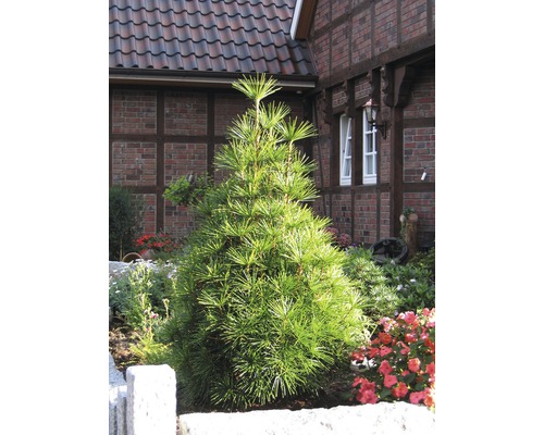 Dáždnikovec praslenovitý FloraSelf Sciadopitys verticillata 20-30 cm kvetináč 3 Japonská dáždniková borovica v záhradnom záhone pred tehlovým domom.