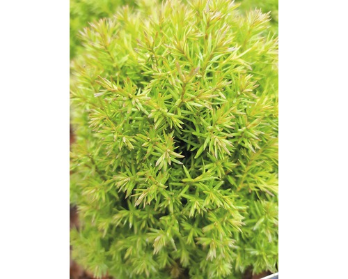 Na obrázku je detailný záber cyprušteka.