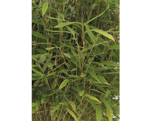 Bambusová rastlina so zelenými listami