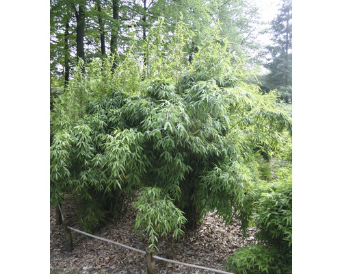 Bambusová rastlina v záhrade